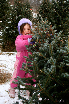 Select a beautiful Dan and Bryan's Christmas tree from any of our lots in Maryland, Washington D.C. and West Virginia.  